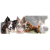 Tasse mit Rasseaufdruck Border-Collie, linkshänder