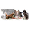 Tasse mit Rasseaufdruck Border-Collie, rechtshänder