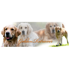 Tasse mit Rasseaufdruck Golden-Retriever, rechtshänder