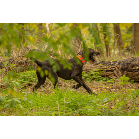 Reflektorhalsband mit Klettverschluss, neongelb in verschiedenen Größen.