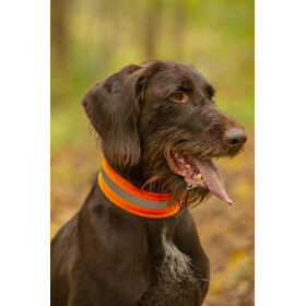 Reflektorhalsband mit Klettverschluss, neonorange in verschiedenen Größen.