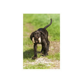 Fellüberzug für Apportel in drei Größen (ohne Apportel)