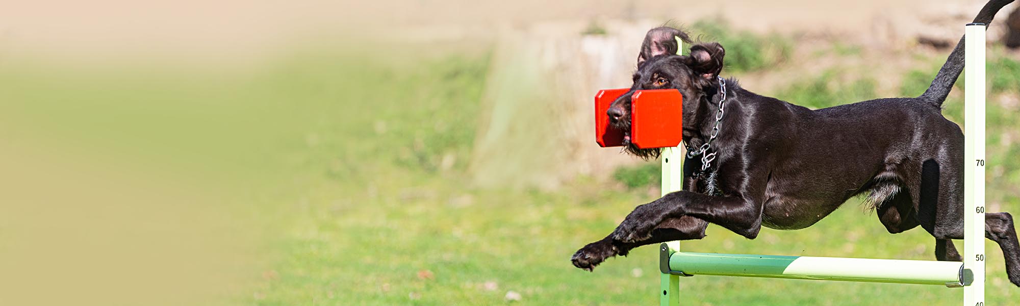 Apportel und Bringhölzer