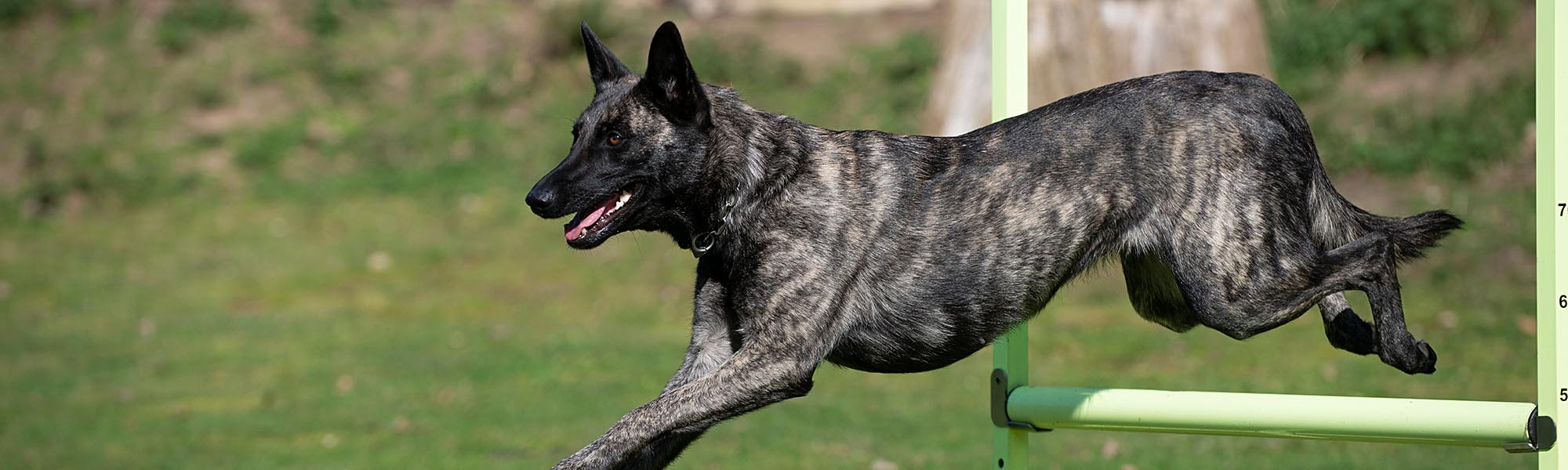 Obedience- und Rally-Obedience-Zubehör