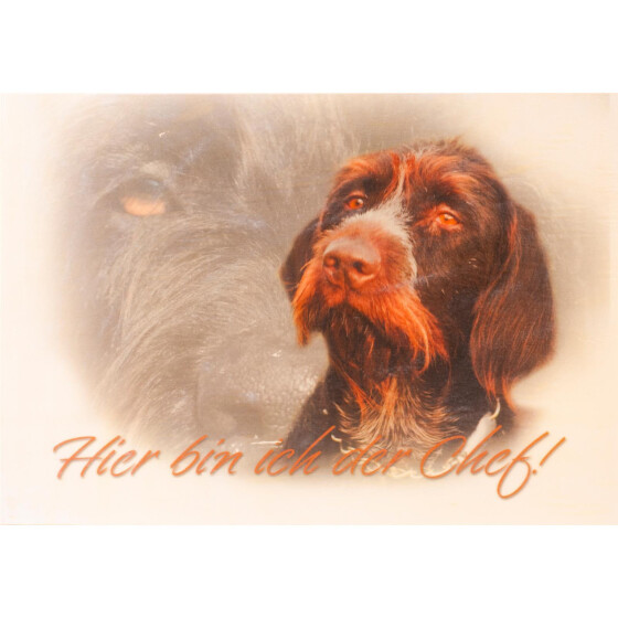 DD (Hier bin ich der Chef)